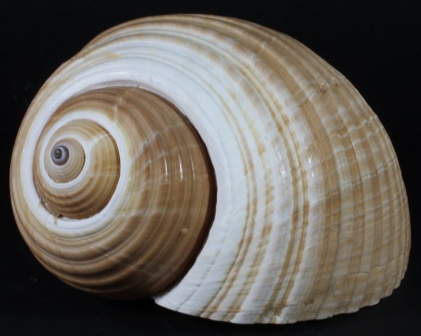 Scarce Collectible Tonna Olearis Shell: Excellent scarce specimen; 8-10"