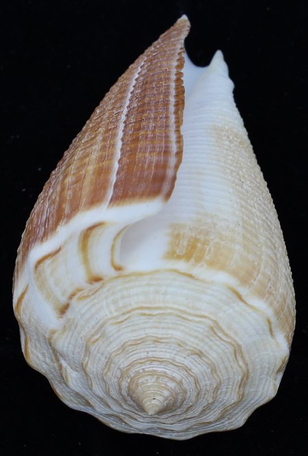 Scarce Collectible Conus Sulcatus Shell: Excellent scarce specimen; 3-4"