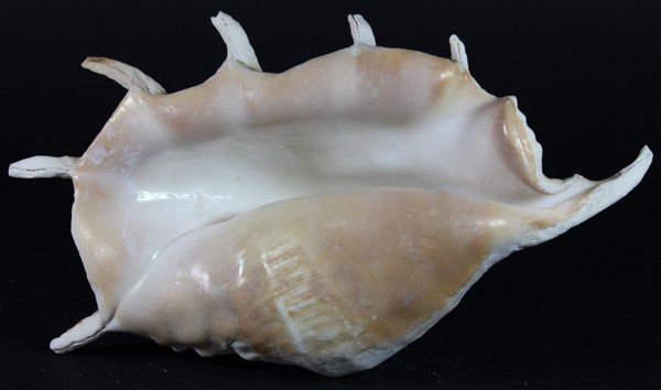 Scarce Collectible Lambis Truncata Shell: Excellent scarce specimen; 12"