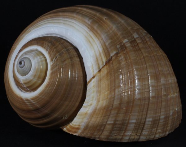 Scarce Collectible Tonna Olearis Shell: Excellent scarce specimen; 8-10"