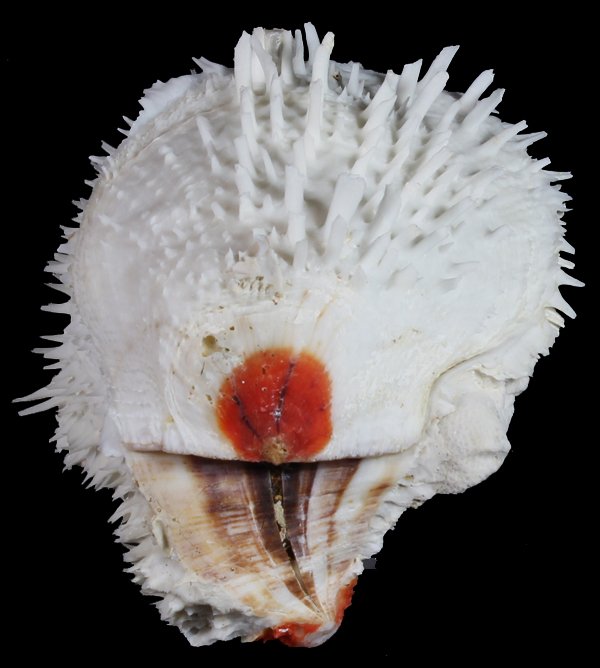 Scarce Collectible Spondylus Varians Large Shell: Excellent scarce specimen; 6"
