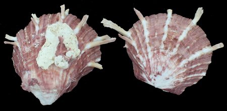 Scarce Collectible Spondylus Sinensis Shell: Excellent scarce specimen; 3"