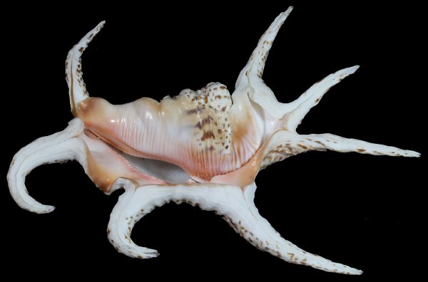 Scarce Collectible Lambis Chiragra Freak Shell: Excellent scarce specimen; 8-9"