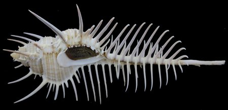Scarce Collectible Murek Pecten Shell: Excellent scarce specimen; 5-6"