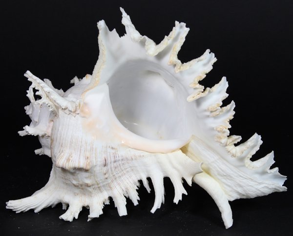 Scarce Collectible Murex Ramosus Shell: Excellent scarce specimen; 8-10"