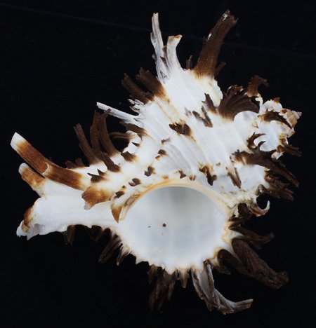 Scarce Collectible Murex Endivia Extra Large Shell: Excellent scarce specimen; 4-5"