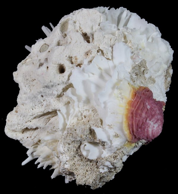 Scarce Collectible Spondylus Varians Large Shell: Excellent scarce specimen; 5-6"