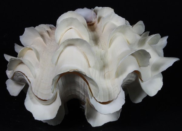 Scarce Collectible Tridacna Squamosa Shell: Excellent scarce specimen; 5-7"