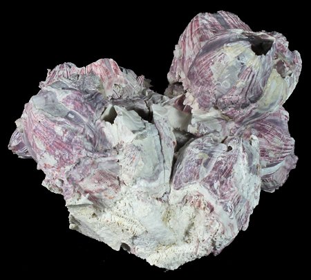 Scarce Collectible Barnacle Shell: Excellent scarce specimen; 7-9"