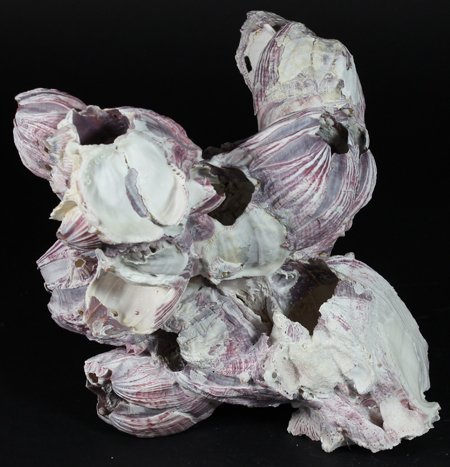 Scarce Collectible Barnacle Shell: Excellent scarce specimen; 7-9"