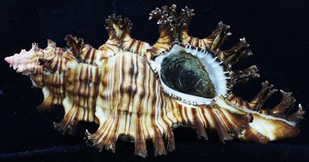 Scarce Collectible Murex Palmrosea Shell: Excellent scarce specimen; 4-5"
