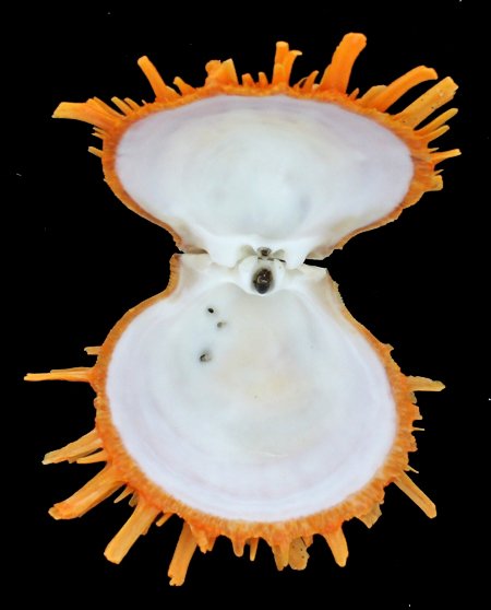 Scarce Collectible Spondylus Barbatus Shell: Excellent scarce specimen; 2-3"