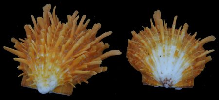 Scarce Collectible Spondylus Barbatus Shell: Excellent scarce specimen; 2-3"