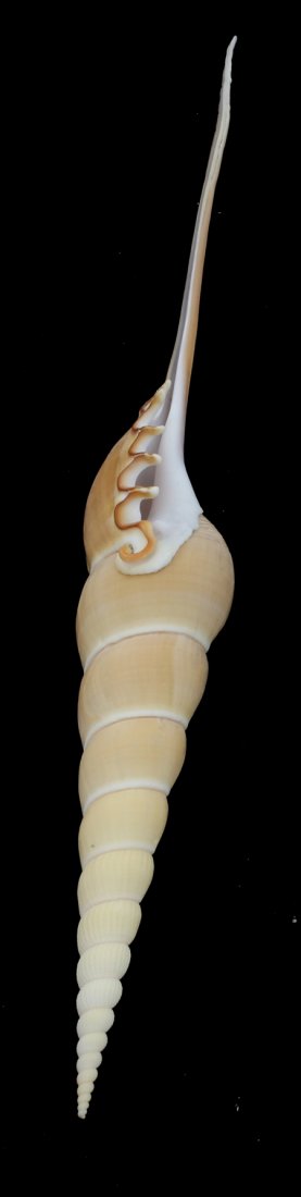 Scarce Collectible Tibia Fusus Shell: Excellent scarce specimen; 10"