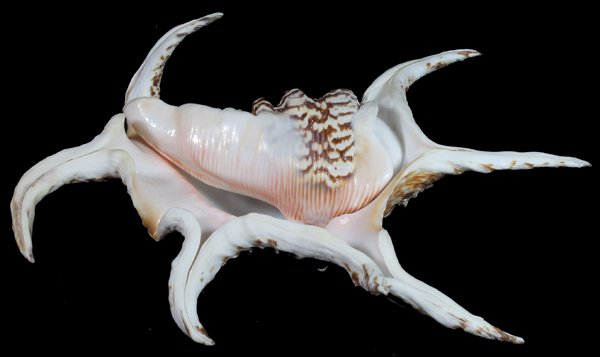 Scarce Collectible Lambis Chiragra Freak Shell: Excellent scarce specimen; 9"