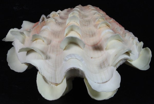 Scarce Collectible Tridacna Squamosa Shell: Excellent scarce specimen; 5-7"