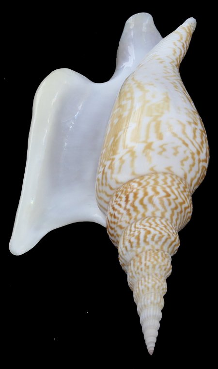 Scarce Collectible Strombus Listeri Shell: Excellent scarce specimen; 5"