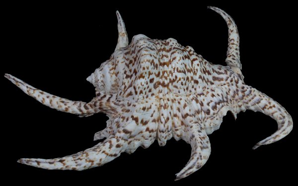 Scarce Collectible Lambis Chiragra Freak Shell: Excellent scarce specimen; 10"