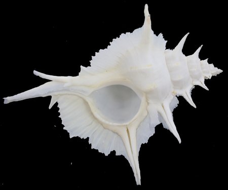 Scarce Collectible Murex Alabaster Shell: Excellent scarce specimen; 6"