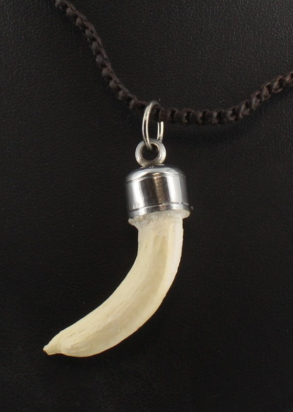 Tibet Boar Tooth Choker Necklace Pair: Excellent new handcrafted pieces