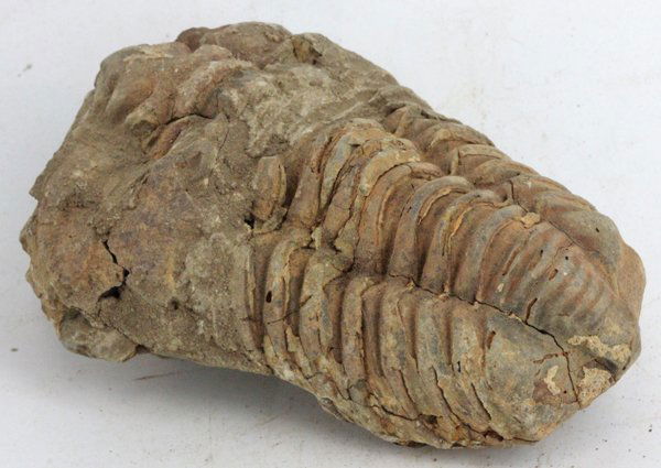 136gm Tribolite Fossil: Scarce 500 million year old specimen; 2-4"