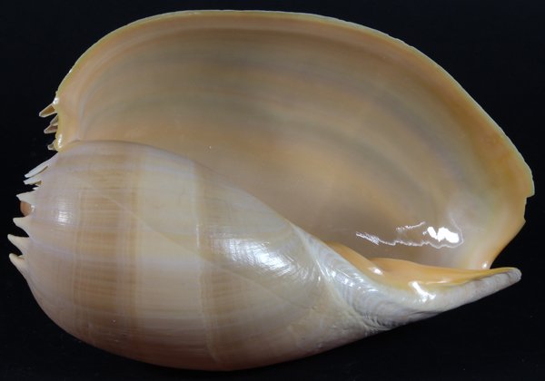 Scarce Collectible Voluta Aethiopicus Shell: Excellent scarce specimen; 7-9"