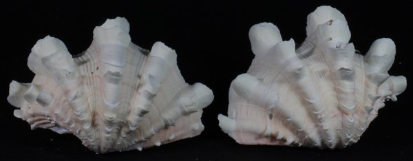 Scarce Collectible Tridacna Squamosa Shell: Excellent scarce specimen; 5-7"