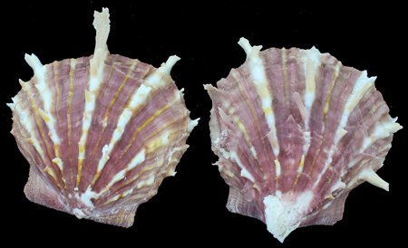 Scarce Collectible Spondylus Sinensis Shell: Excellent scarce specimen; 3"