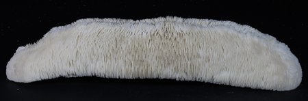 Scarce Collectible Feather Coral: Excellent scarce specimen; 14-15"