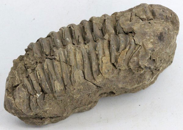 175gm Tribolite Fossil: Scarce 500 million year old specimen; 2-4"