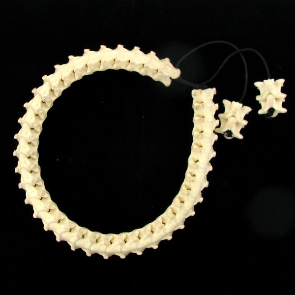 870ct Scarce Cobra Bone Choker Necklace: Scarce piece made of cobra vertabrae