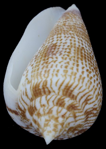 Scarce Collectible Conus Armandillo Shell: Excellent scarce specimen; 3"