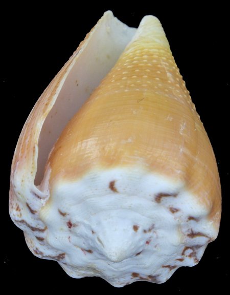 Scarce Collectible Conus Citrinus Shell: Excellent scarce specimen; 2"