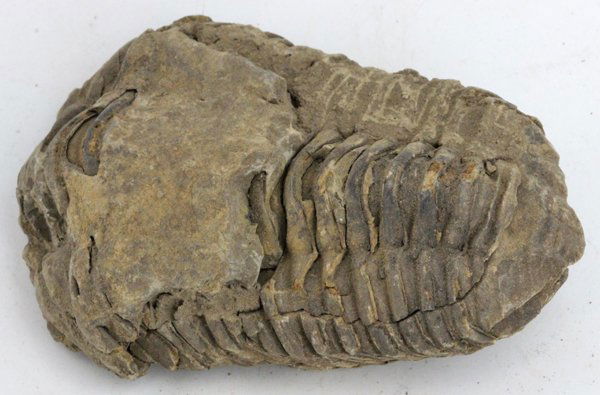 91gm Tribolite Fossil: Scarce 500 million year old specimen; 2-4"