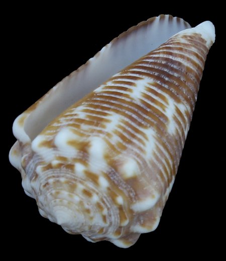 Scarce Collectible Conus Vicdani Shell: Excellent scarce specimen; 1-2"