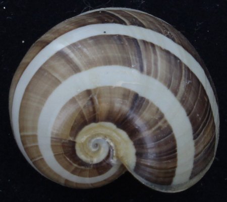 Scarce Collectible Hydatina Albocincta, Lge Shell: Excellent scarce specimen; 1-2"