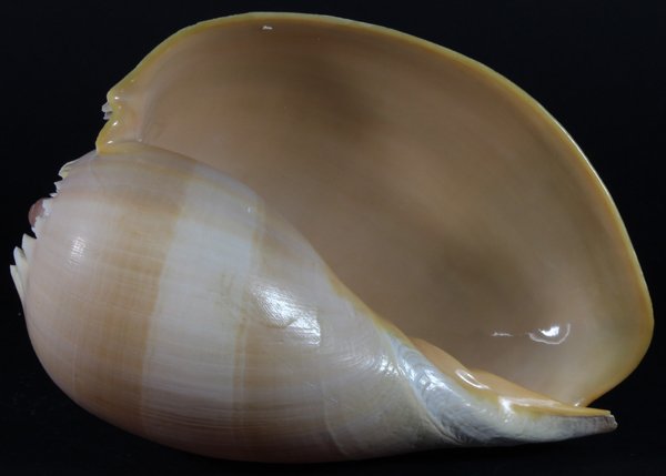 Scarce Collectible Voluta Aethiopicus Shell: Excellent scarce specimen; 7-9"