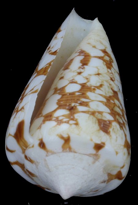 Scarce Collectible Conus Ammiralis Shell: Excellent scarce specimen; 2-3"