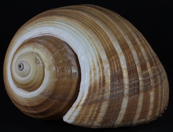Scarce Collectible Tonna Olearis Shell: Excellent scarce specimen; 8-10"