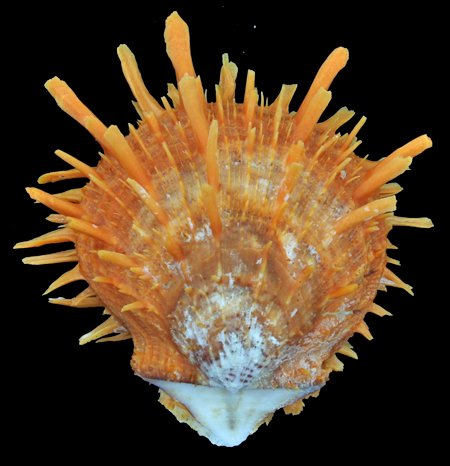Scarce Collectible Spondylus Barbatus Shell: Excellent scarce specimen; 2-3"