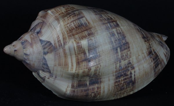 Scarce Collectible Voluta Magnifica Shell: Excellent scarce specimen; 9-10"