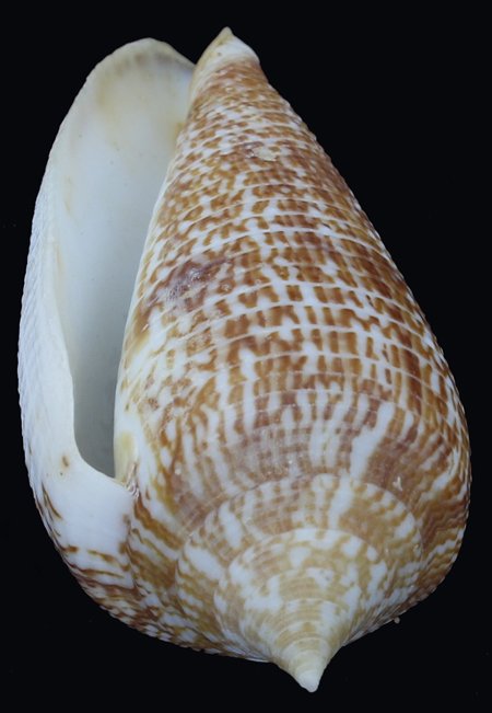 Scarce Collectible Conus Armandillo Shell: Excellent scarce specimen; 3"