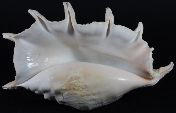 Scarce Collectible Lambis Truncata Shell: Excellent scarce specimen; 11"