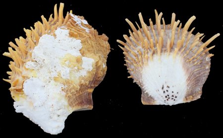 Scarce Collectible Spondylus Coccineus Coloured Shell: Excellent scarce specimen; 4-5"