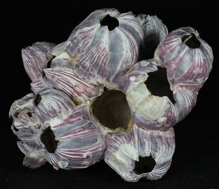 Scarce Collectible Barnacle Shell: Excellent scarce specimen; 7-9"