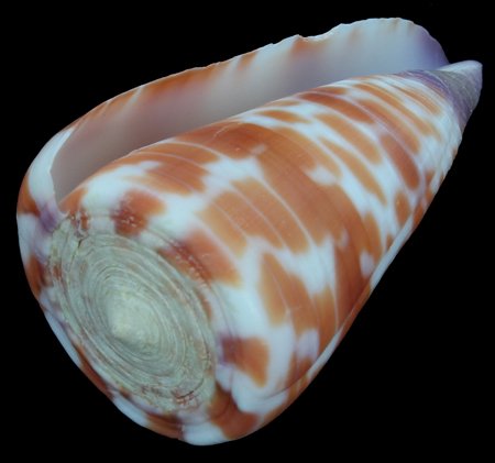 Scarce Collectible Conus Tessulatus Shell: Excellent scarce specimen; 2"