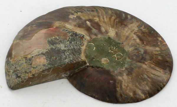 1320ct Scarce Large Opalized Ammonite Cut Half (1 of 2)