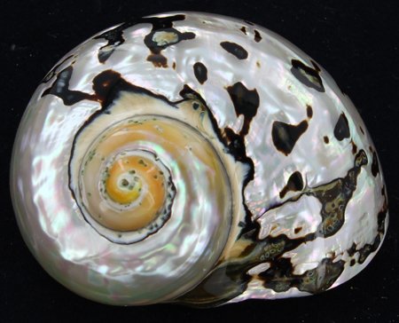 Scarce Collectible Polished Turbo Sarmaticus Shell (1 of 2)