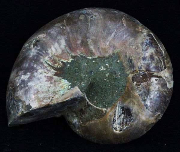 275ct Cut Opalized Ammonite Fossil Half (1 of 2)