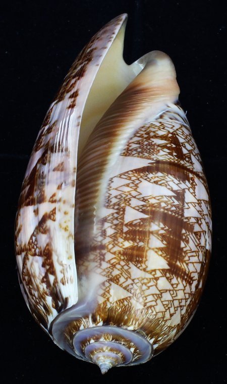 Scarce Collectible Oliva Porphyria Shell (1 of 1)